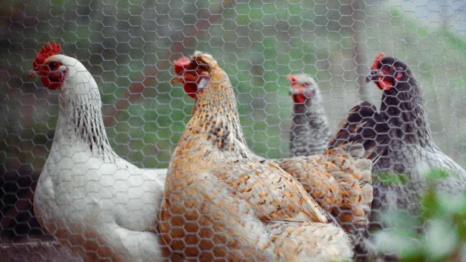 Hühner stehen hinter einem Zaun.